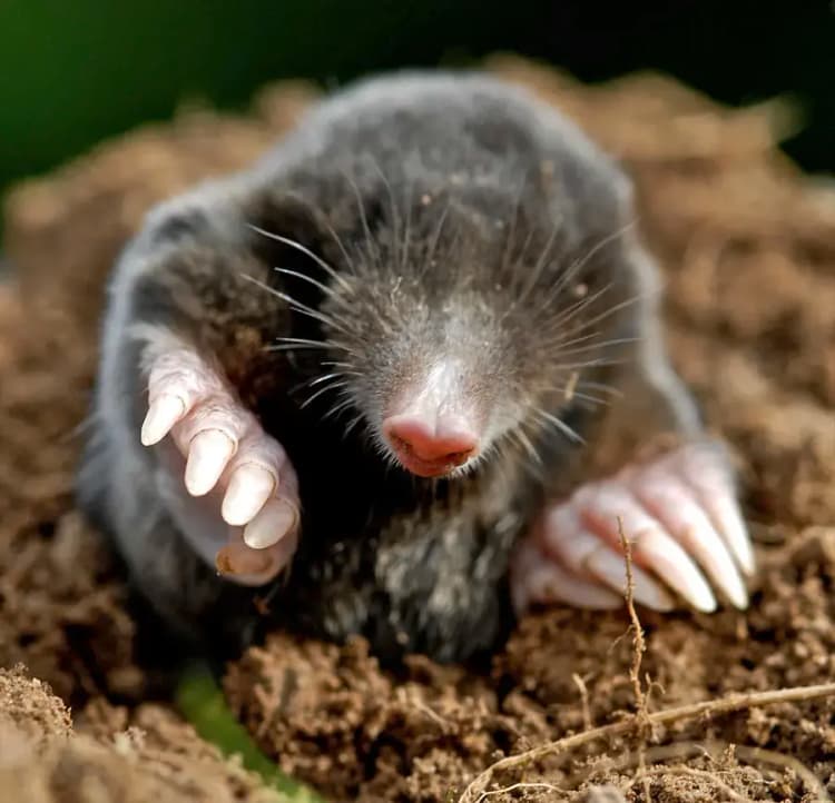 Krotlarni yo'q qilish