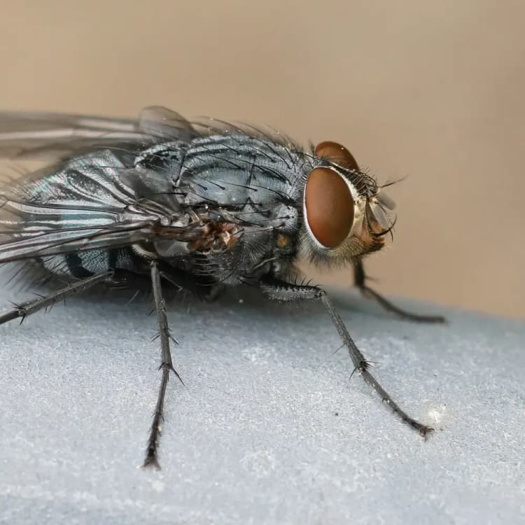 Pashshalarni yo'q qilish