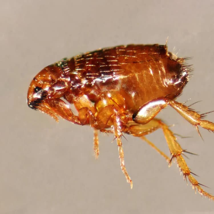 Burgalarni yo'q qilish