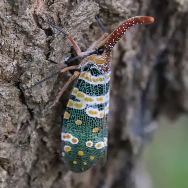 Qo'ng'izlarni yo'q qilish