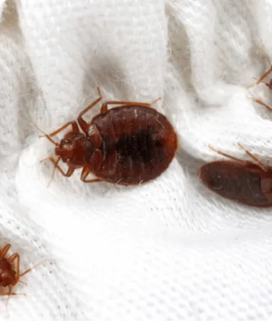 Kanalarni yo'q qilish