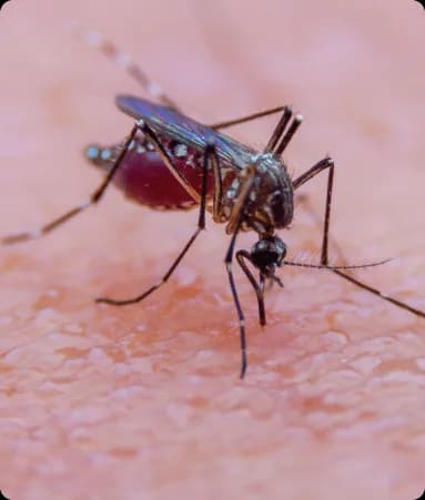 Chivinlarni yo'q qilish