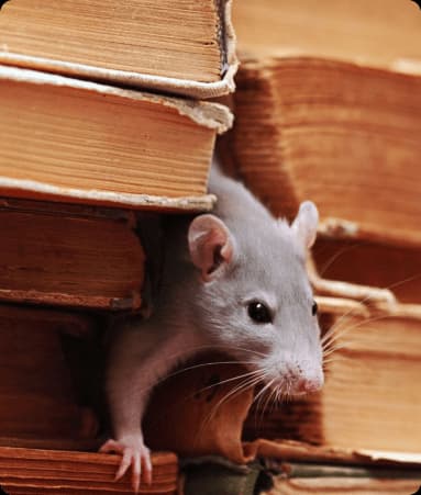 Sichqonlarni yo'q qilish