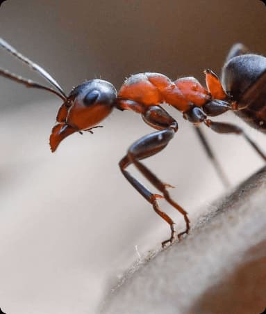 Chumolilarni yo'q qilish