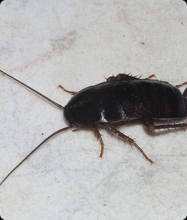 Suvaraklarni yo'q qilish